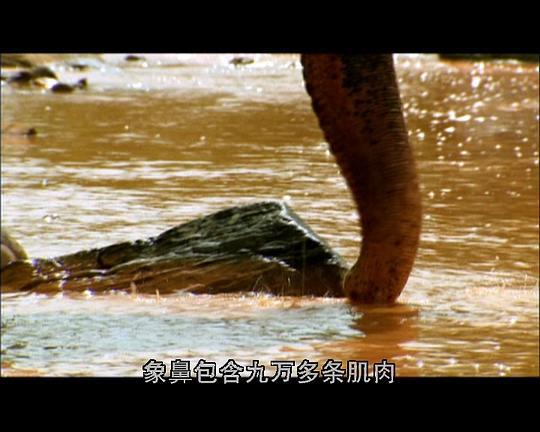 [国家地理]小宇宙:致命一击剧照
